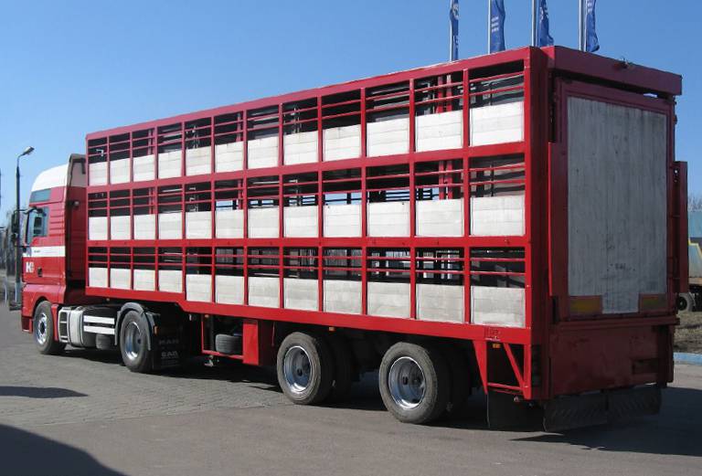 Перевозка крупного рогатого скота из Бокситогорска в Гатчину