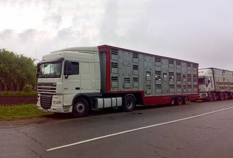 Прицеп для перевозки крупного рогатого скота из Коржавы в Тоснениский район